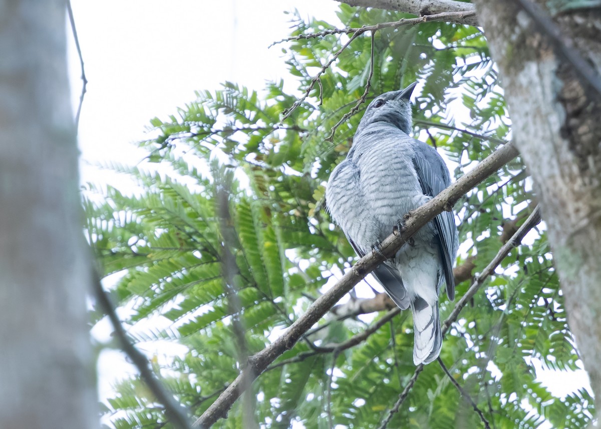 Indochinese Cuckooshrike - ML638579145