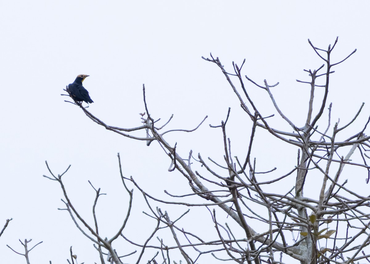 Golden-crested Myna - ML638579149