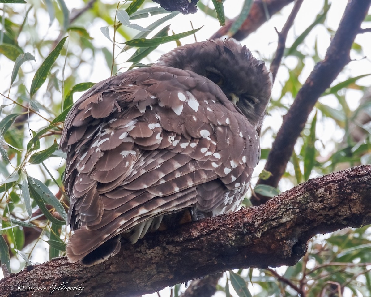 Barking Owl - ML638579168