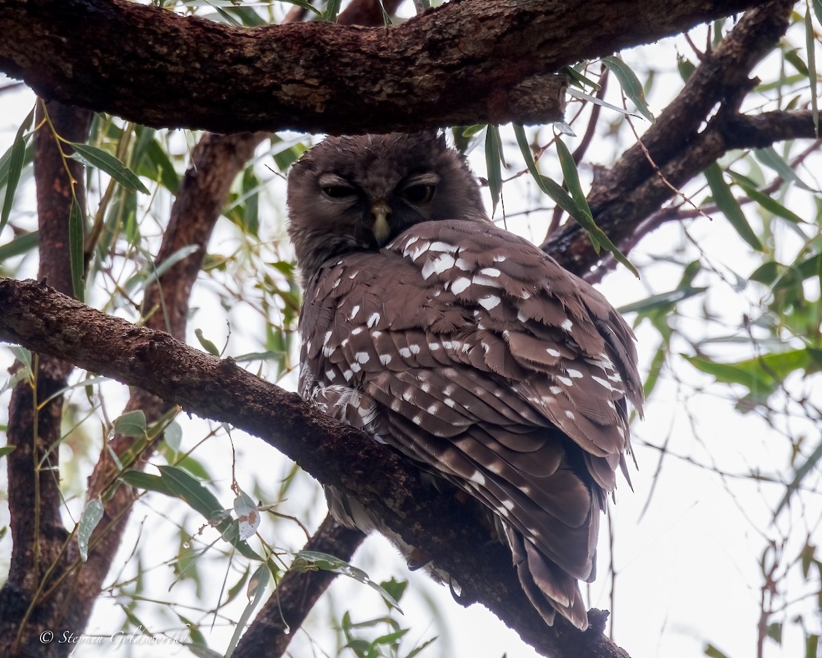 Barking Owl - ML638579169