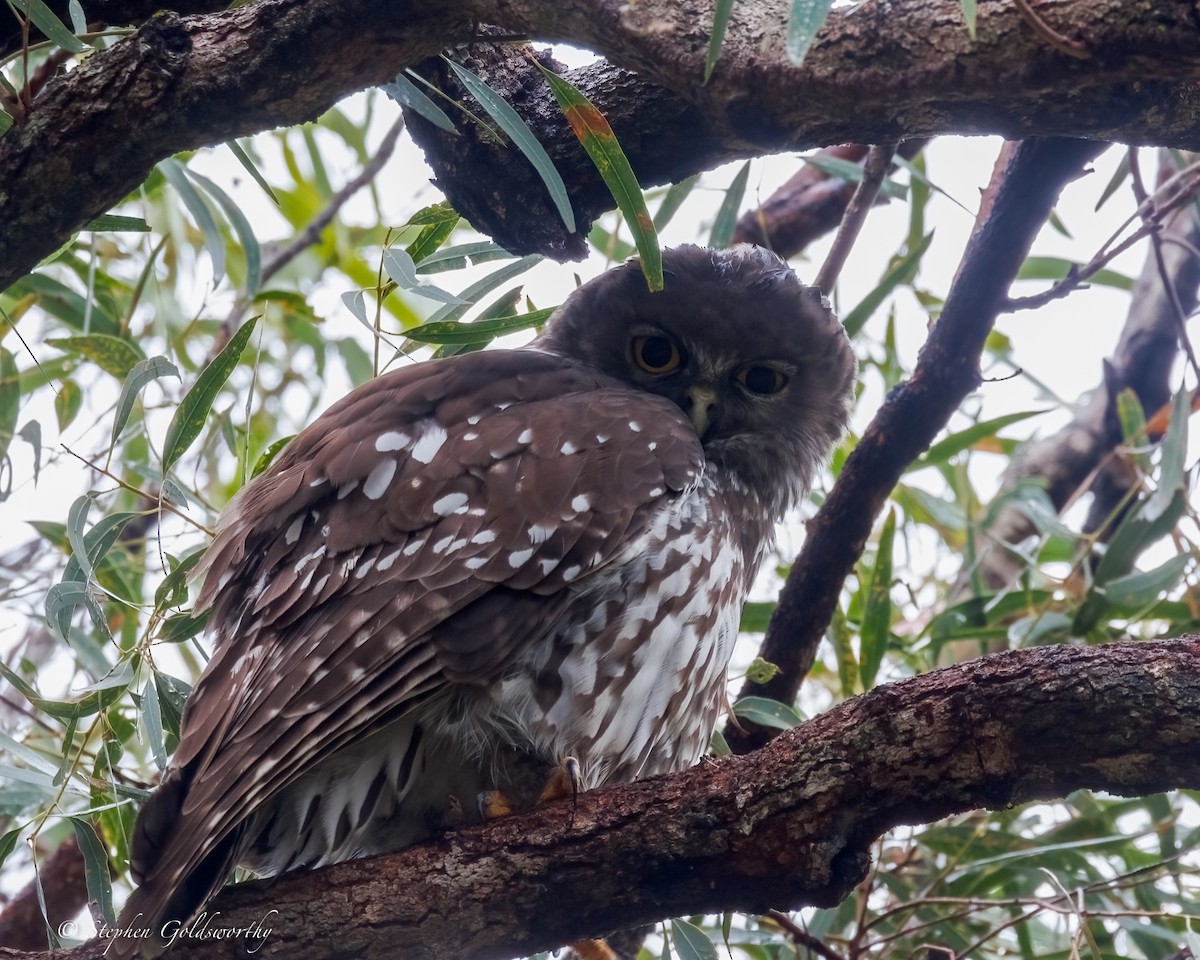 Barking Owl - ML638579170