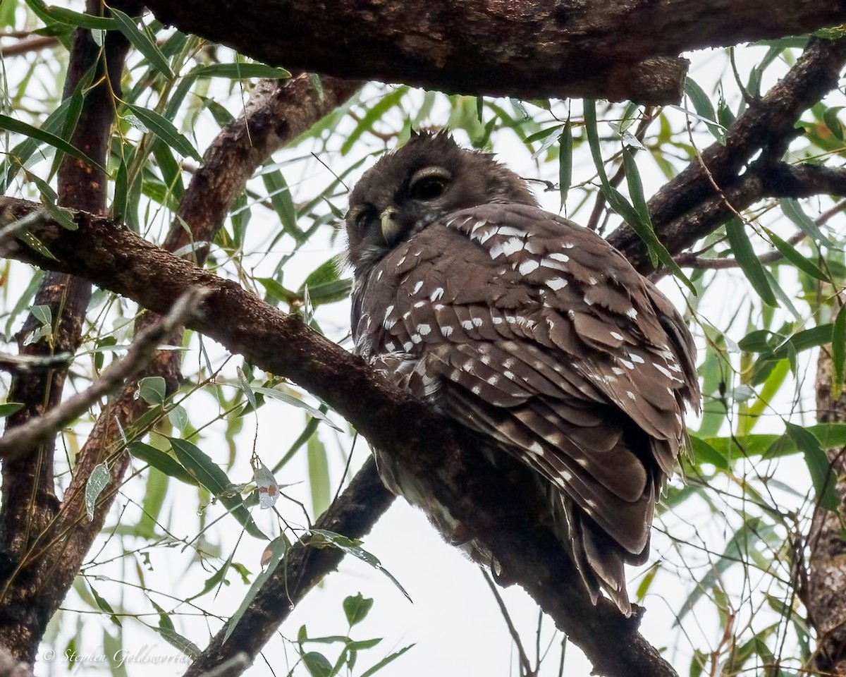 Barking Owl - ML638579171