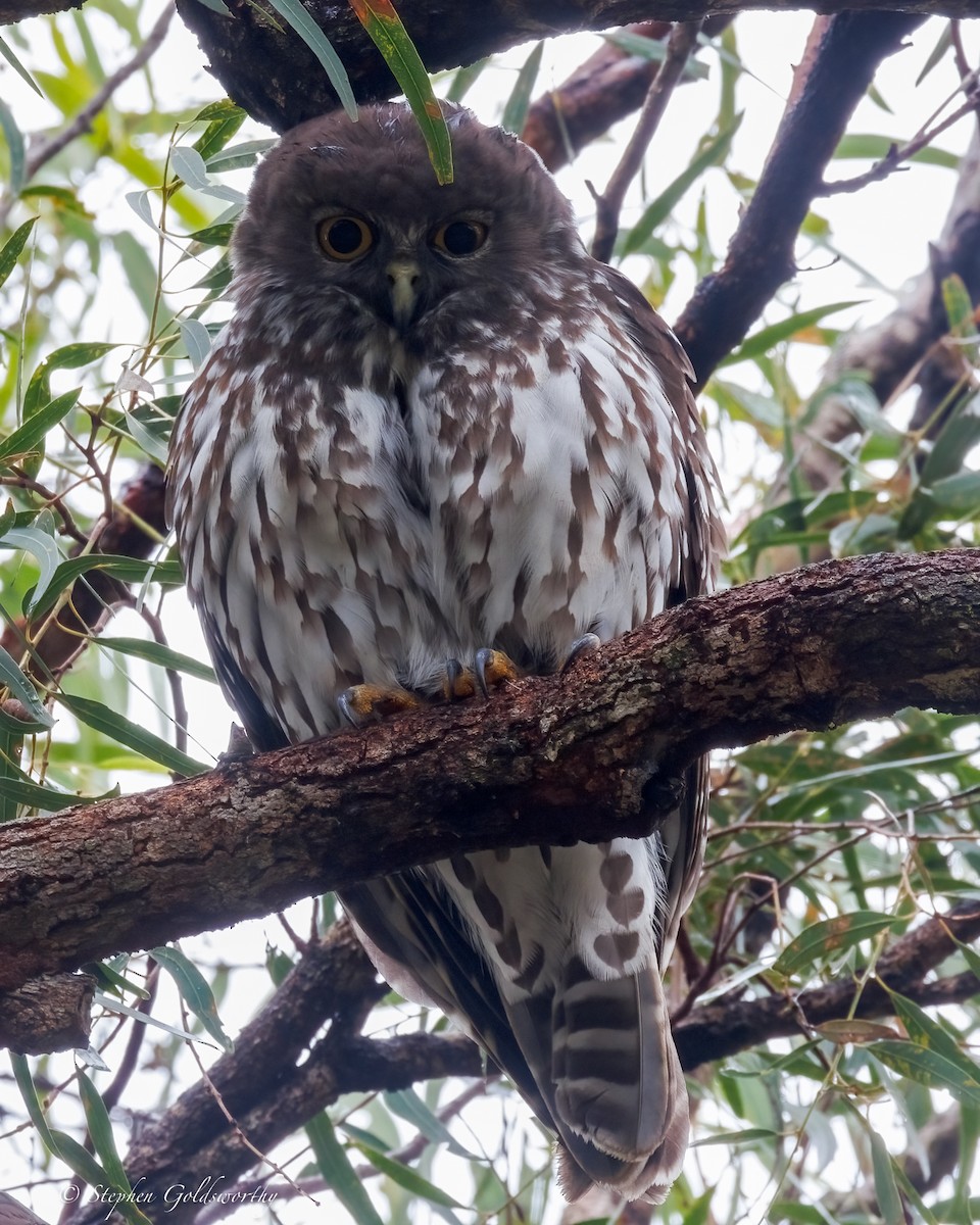 Barking Owl - ML638579172