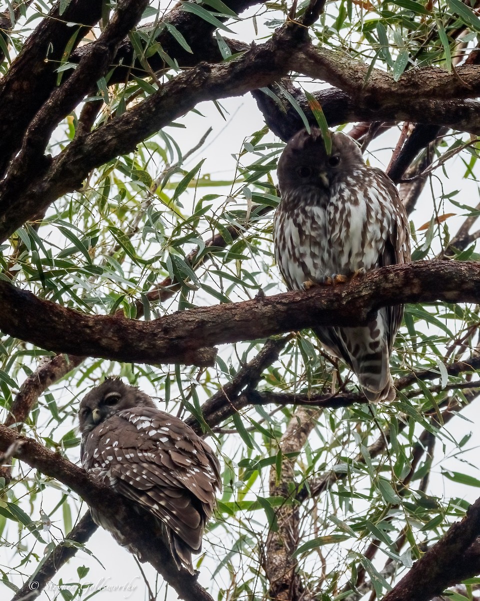 Barking Owl - ML638579173