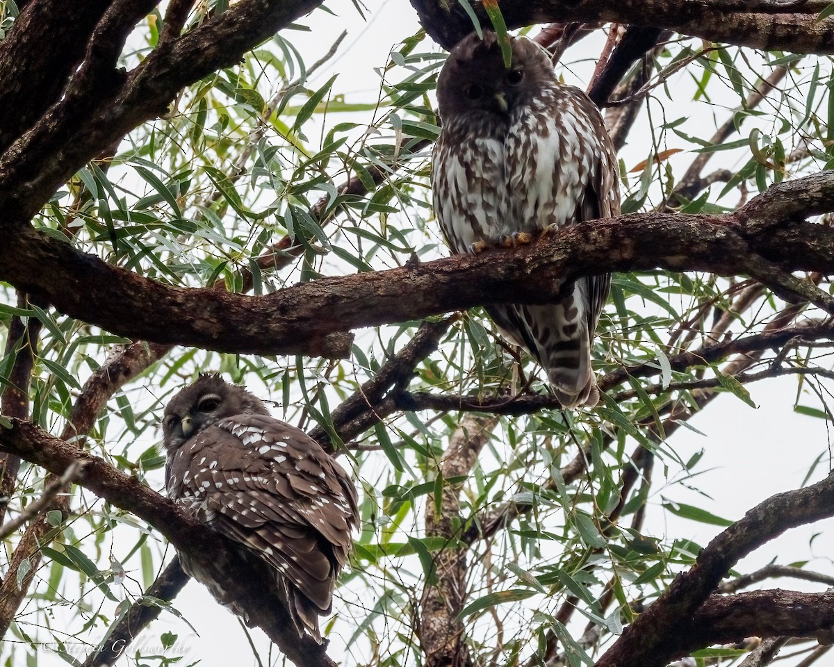 Barking Owl - ML638579174