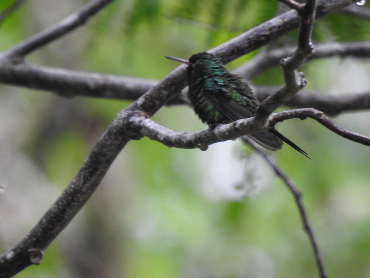 Cozumel Emerald - ML638579191