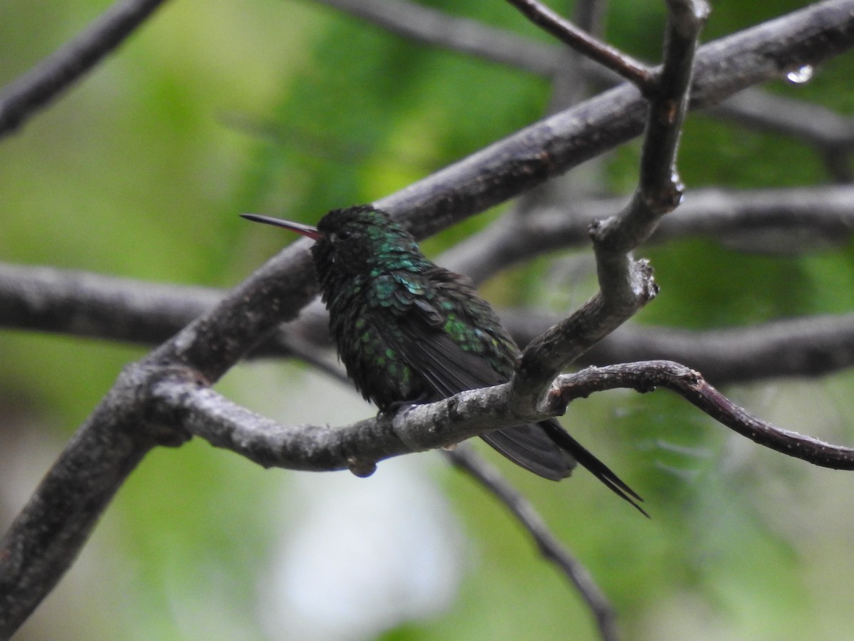 Cozumel Emerald - ML638579193