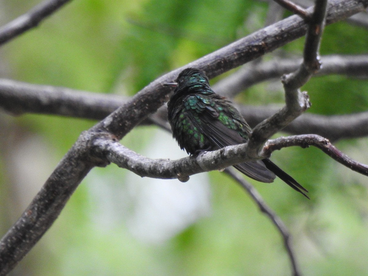Cozumel Emerald - ML638579195