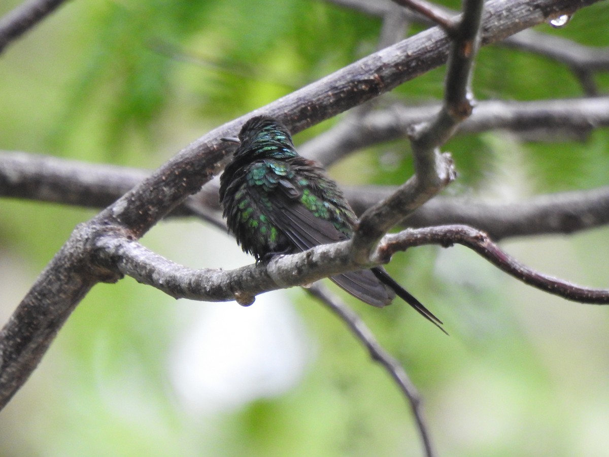Cozumel Emerald - ML638579197