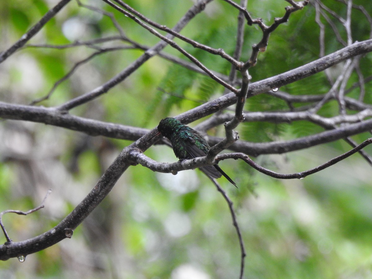 Cozumel Emerald - ML638579198