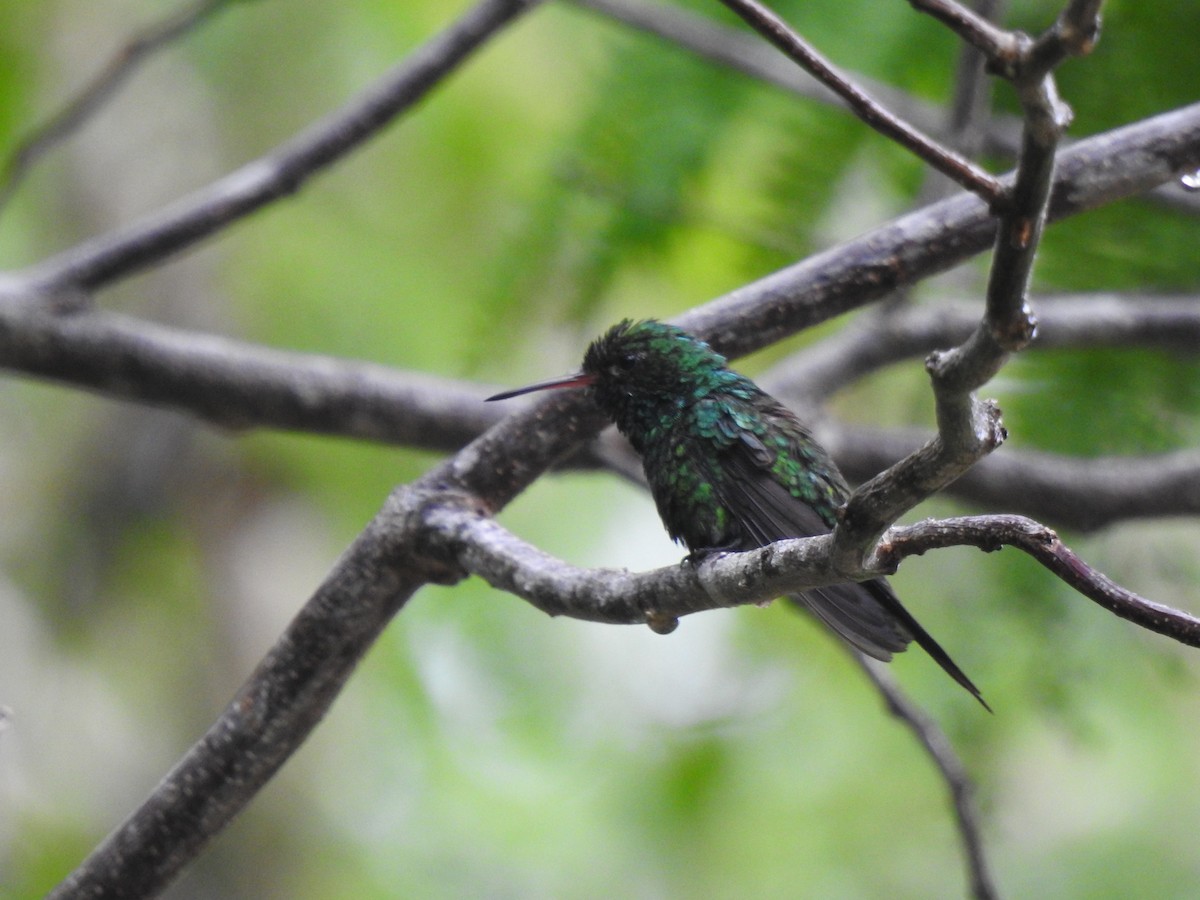 Cozumel Emerald - ML638579199