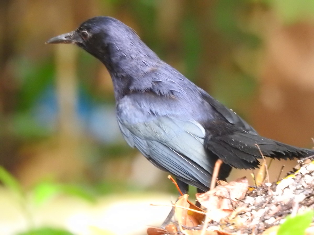 Black Catbird - ML638579207