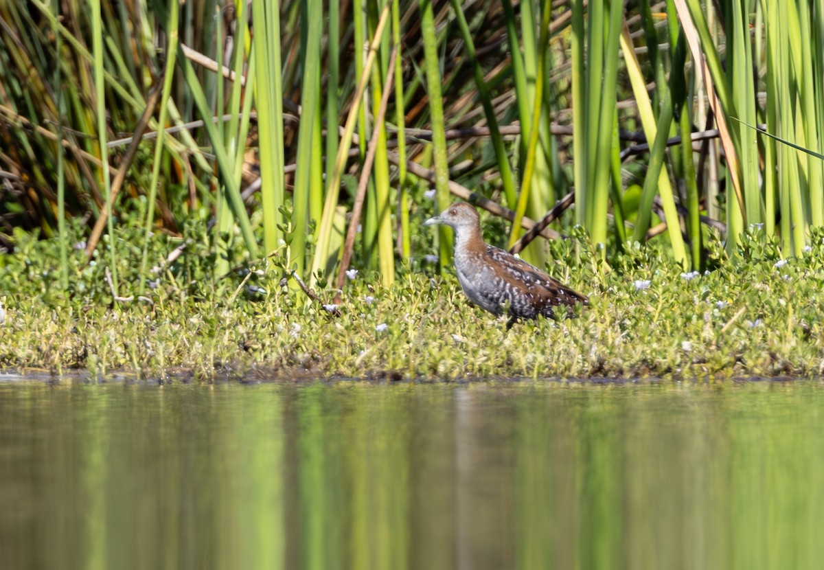 Baillon's Crake - ML638579211