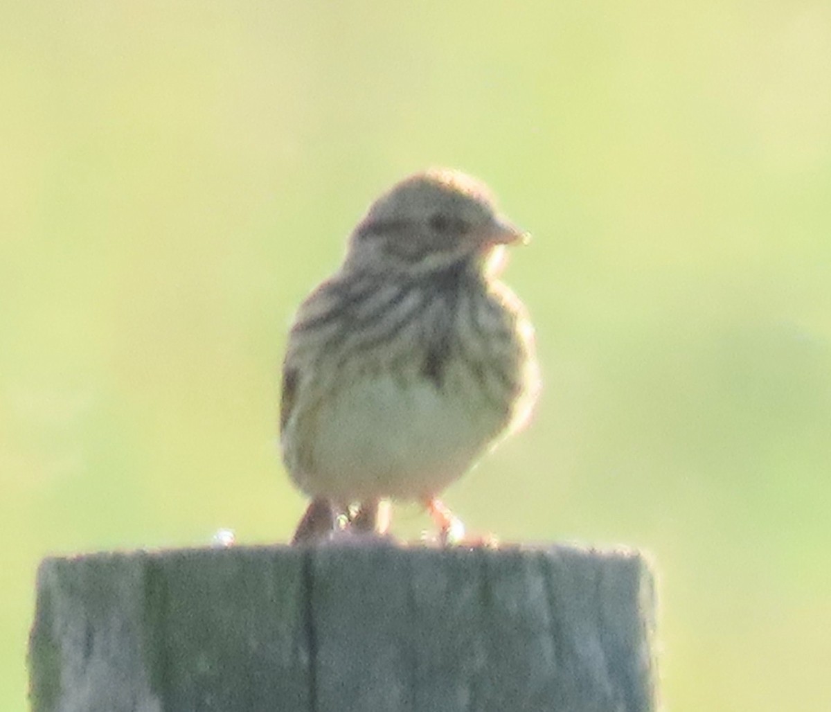 Vesper Sparrow - ML638579212