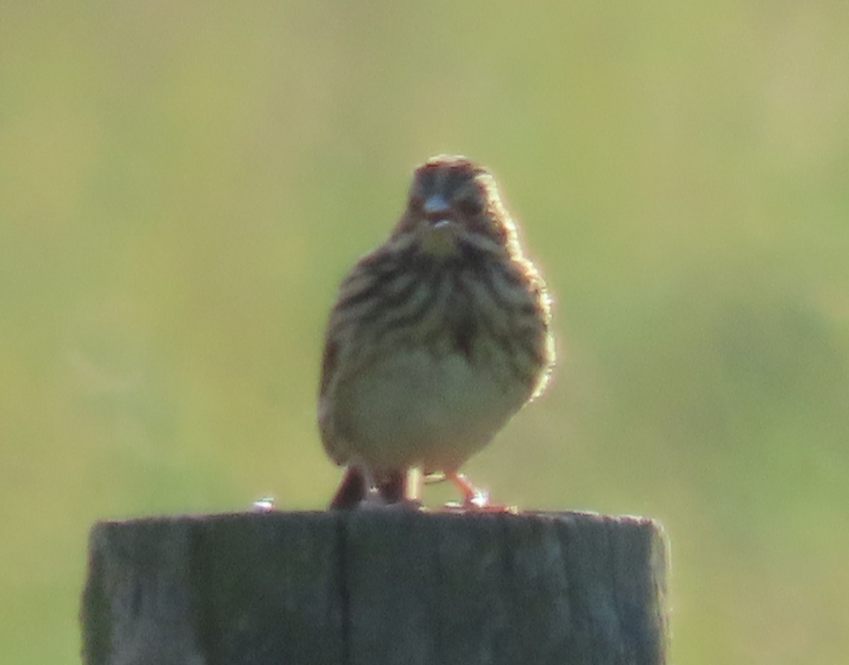 Vesper Sparrow - ML638579213