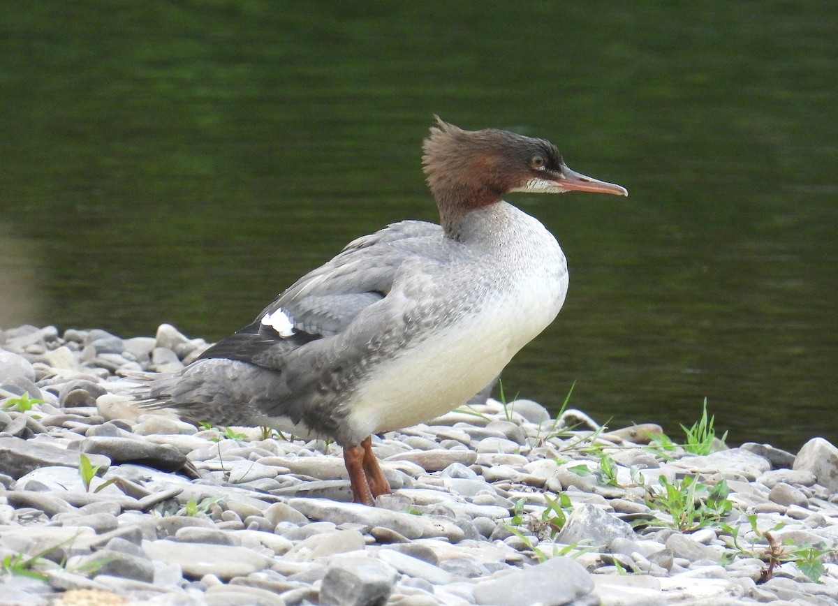 川秋沙 - ML638579221