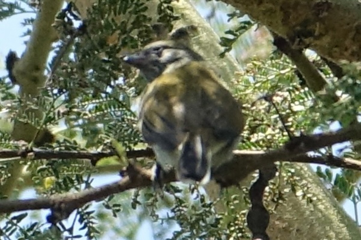 Lesser Honeyguide - ML638579237