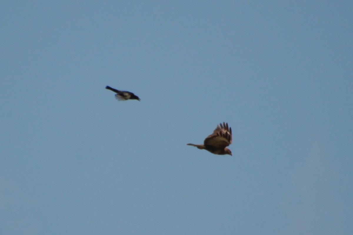 Common Buzzard (Western) - ML638579251