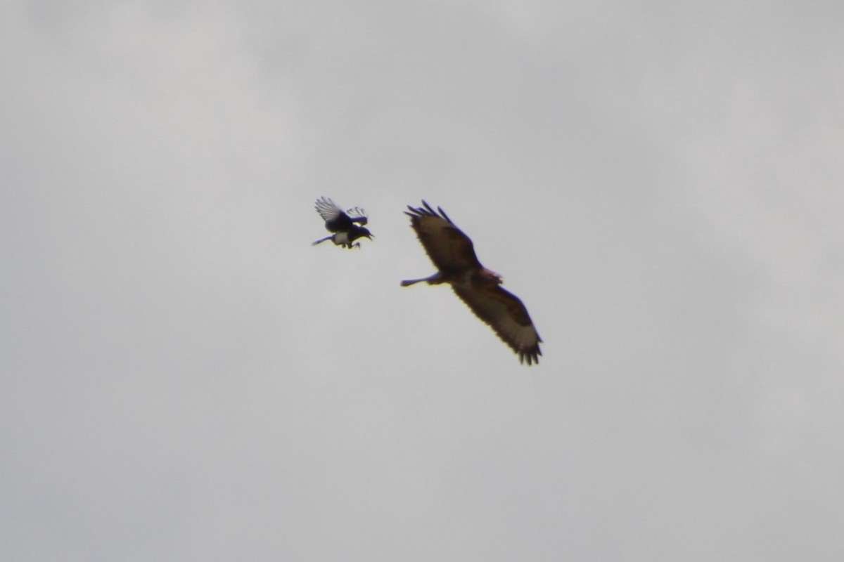 Common Buzzard (Western) - ML638579252