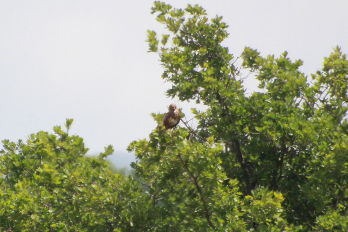 Common Buzzard (Western) - ML638579253