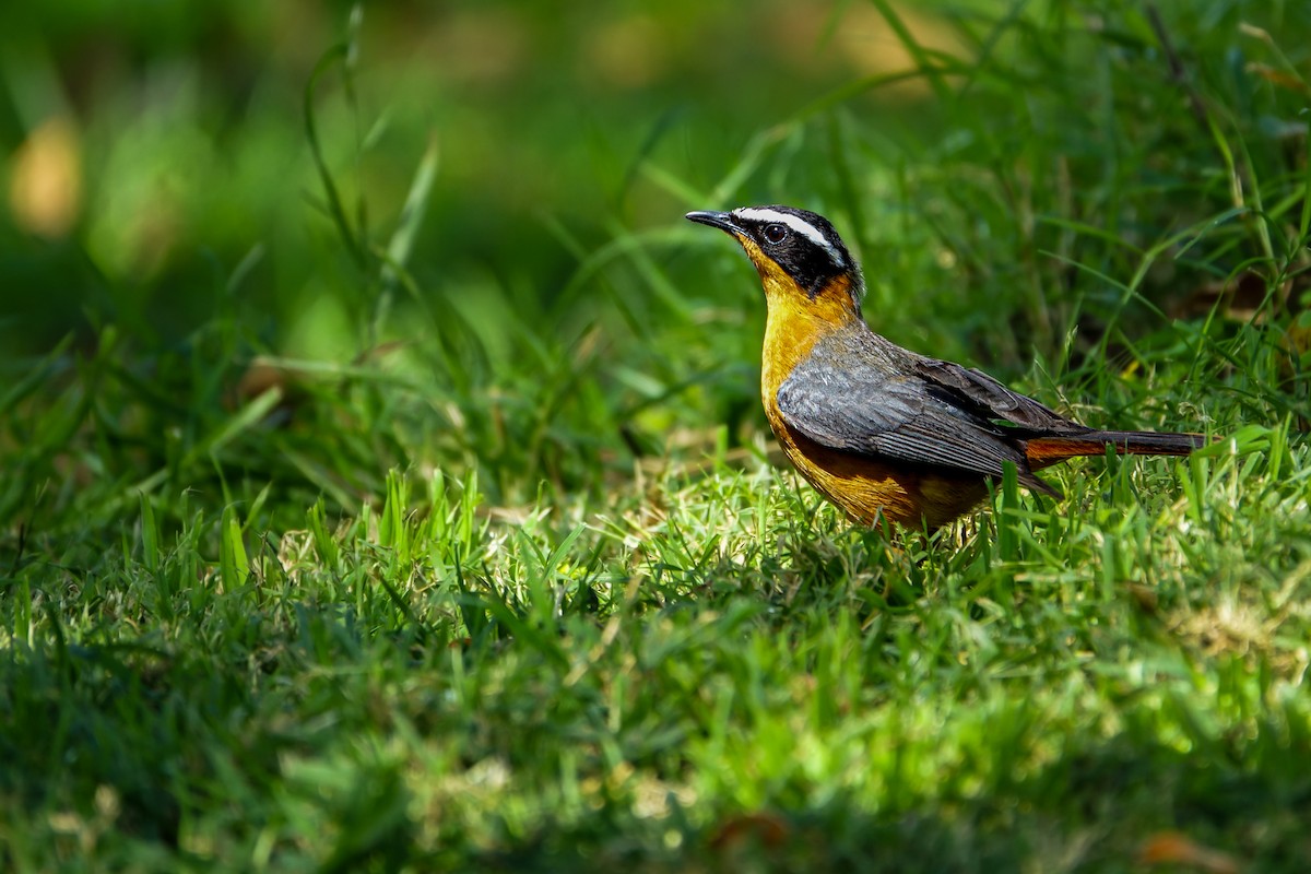 White-browed Robin-Chat - ML638579255