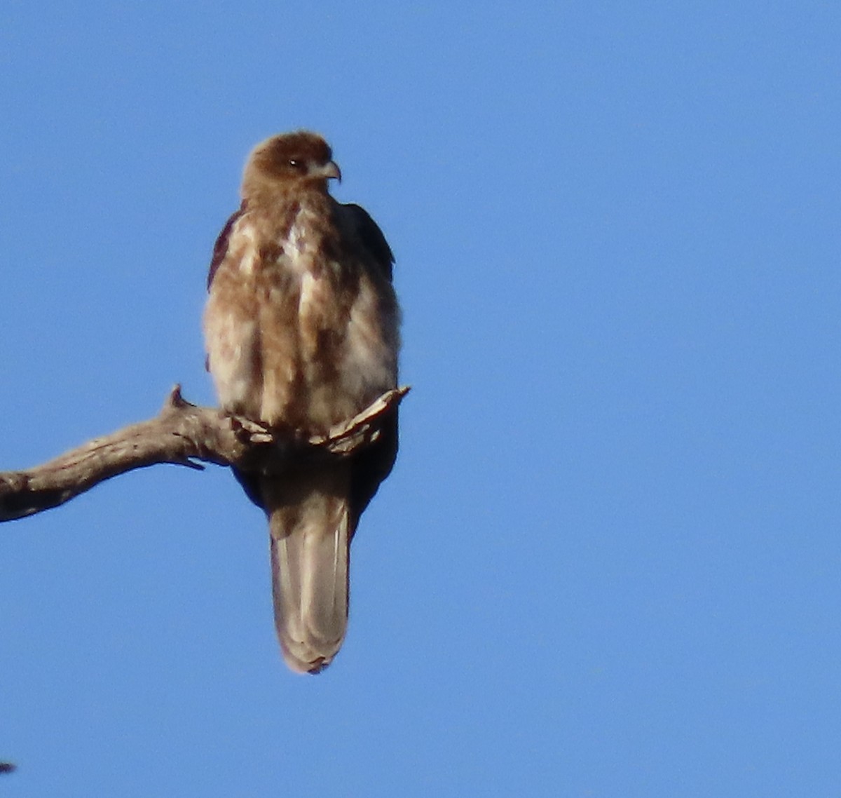 Whistling Kite - ML638579274