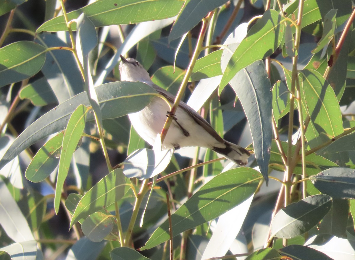 Western Gerygone - ML638579299
