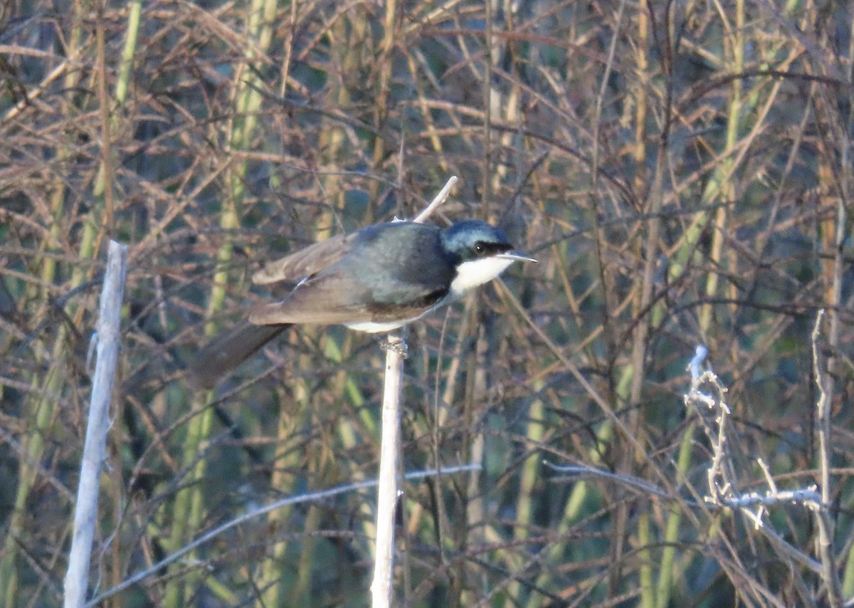 Restless Flycatcher - ML638579311