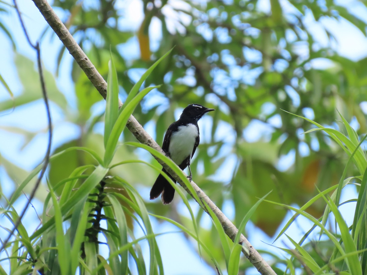 Willie-wagtail - ML638579344
