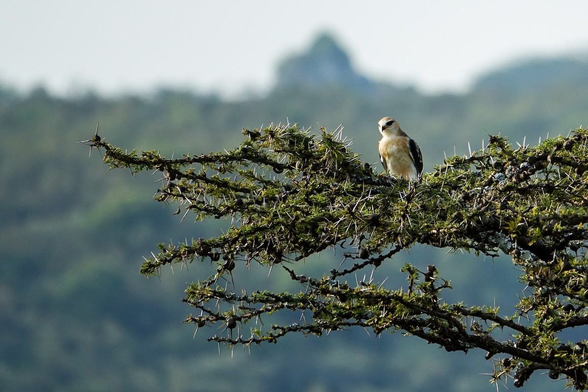 Black-winged Kite - ML638579347