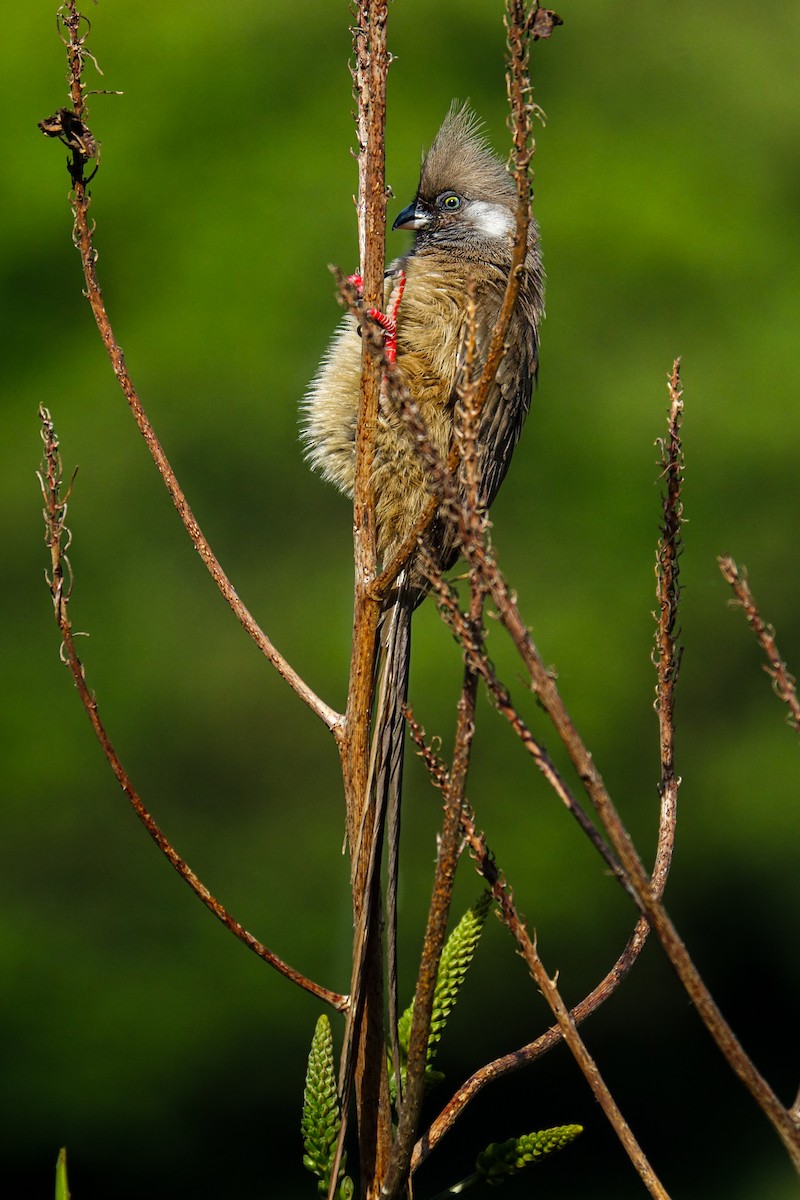 Speckled Mousebird - ML638579352