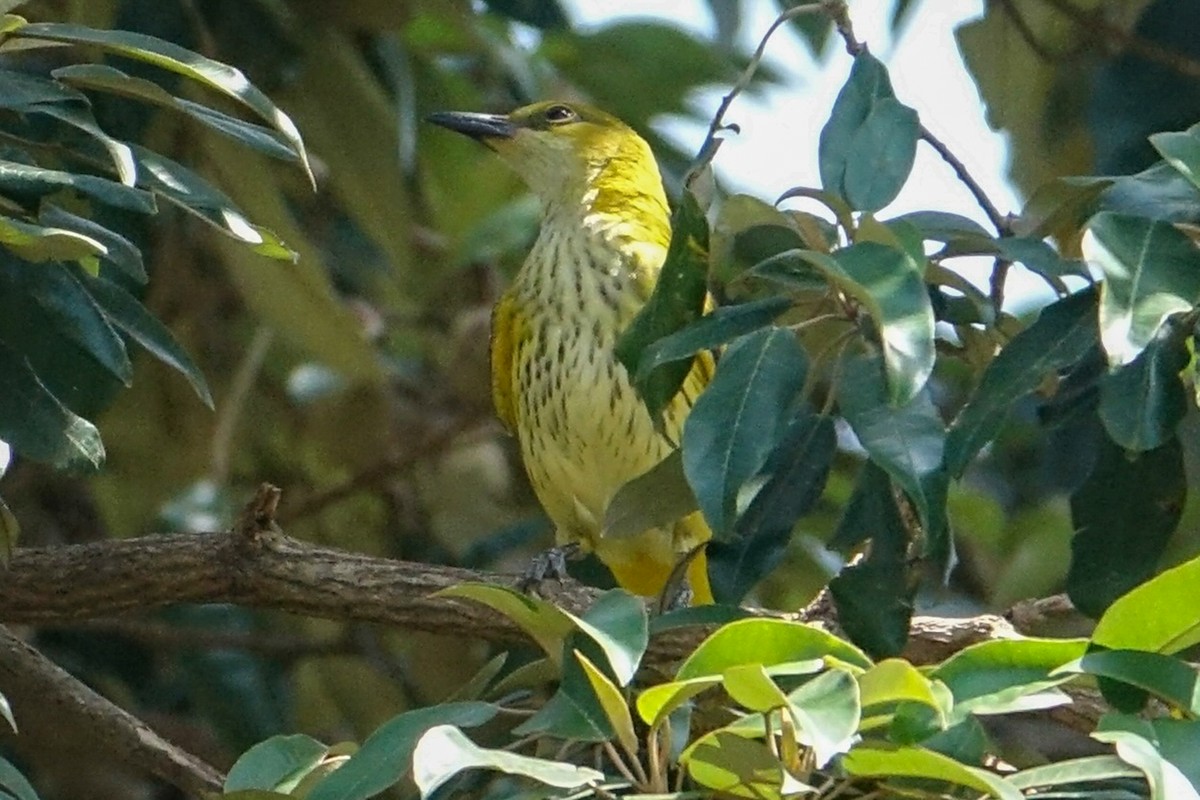 African Golden Oriole - ML638579377