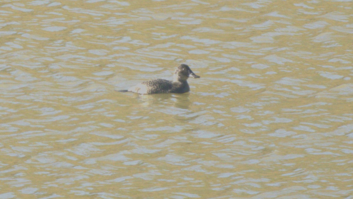Blue-billed Duck - ML638579387