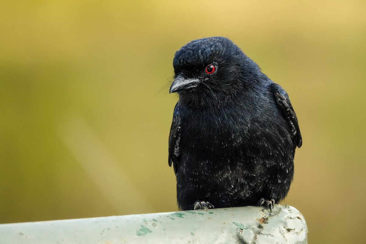 Fork-tailed Drongo - ML638579388