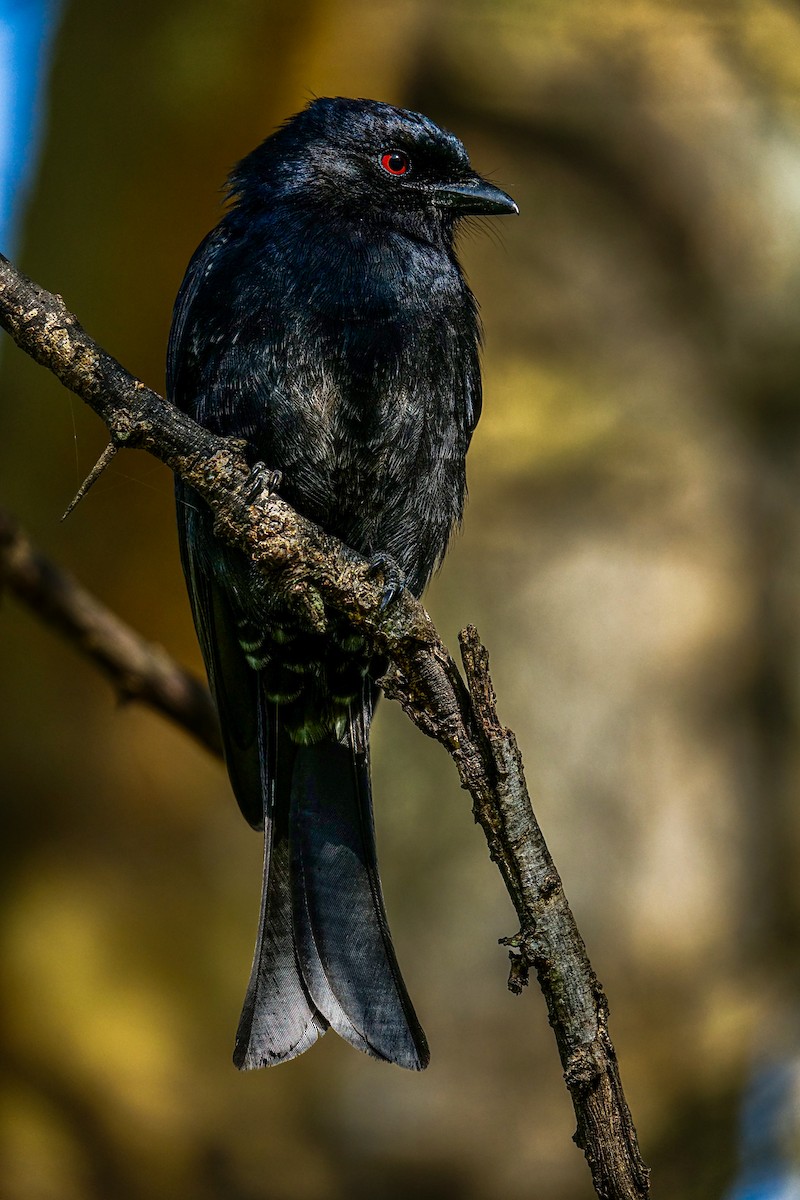 Fork-tailed Drongo - ML638579389