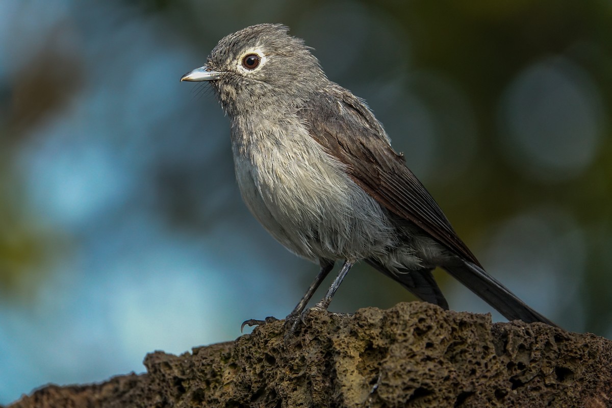 White-eyed Slaty-Flycatcher - ML638579427