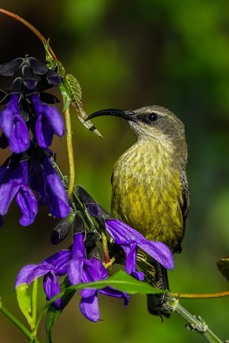 Bronze Sunbird - ML638579433
