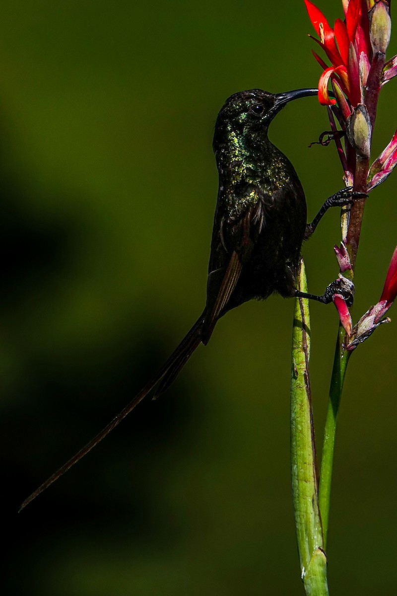 Bronze Sunbird - ML638579434