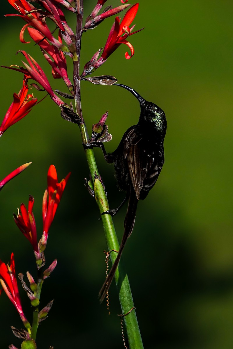 Bronze Sunbird - ML638579435