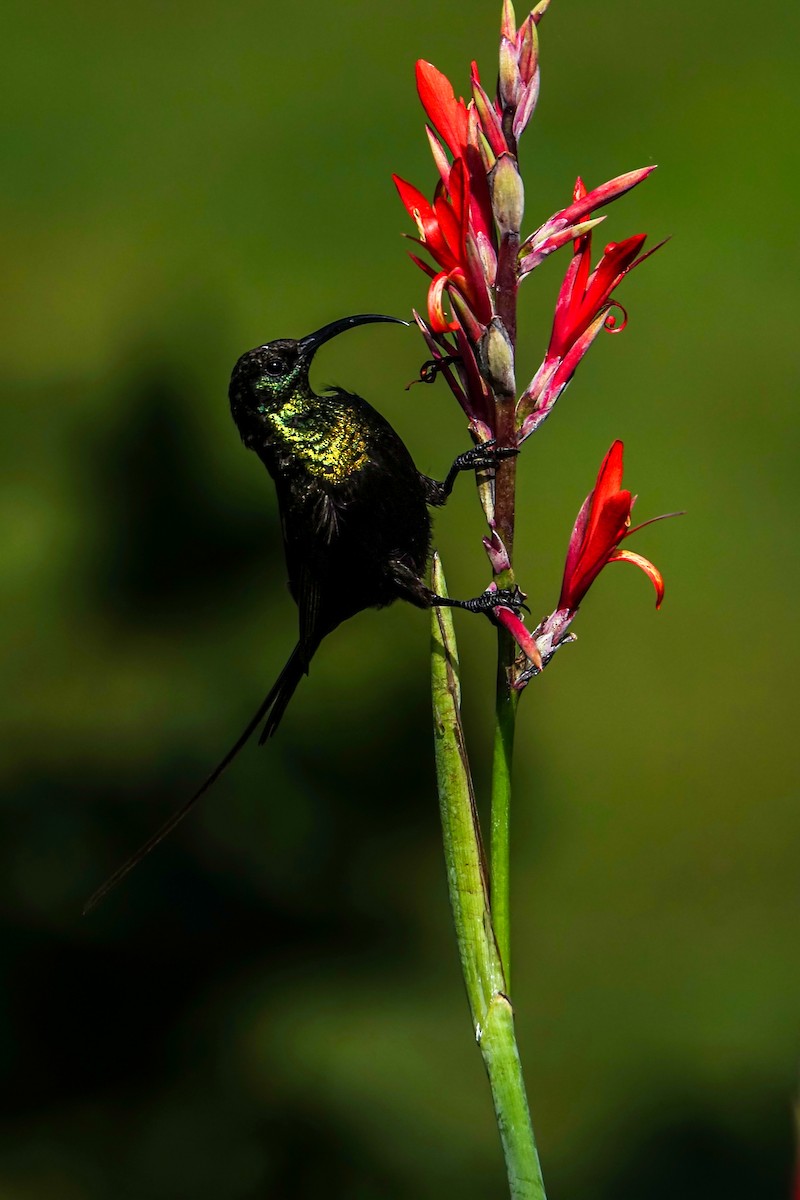 Bronze Sunbird - ML638579436