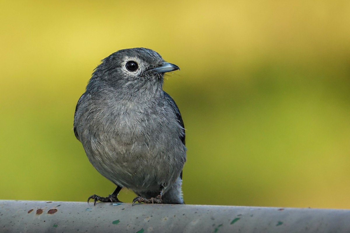 White-eyed Slaty-Flycatcher - ML638579440