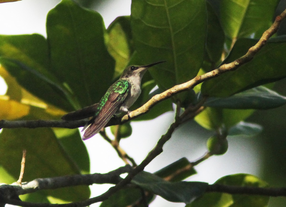Black-billed Streamertail - ML638579441