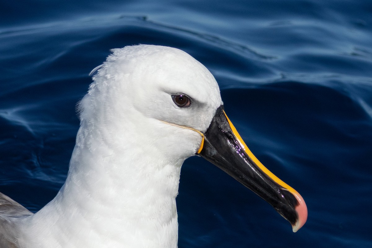 Indian Yellow-nosed Albatross - ML638579442