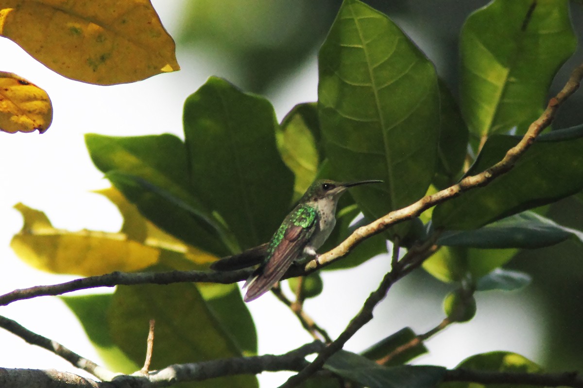Black-billed Streamertail - ML638579443