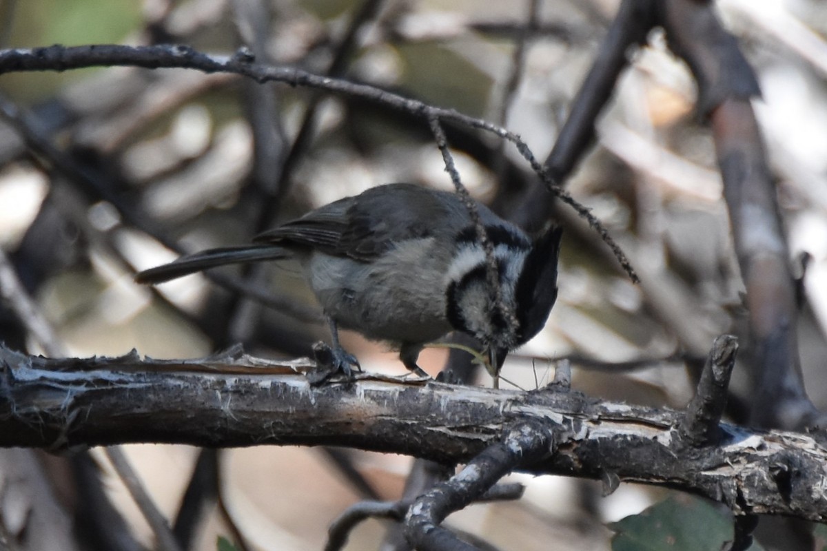 Bridled Titmouse - ML638579451