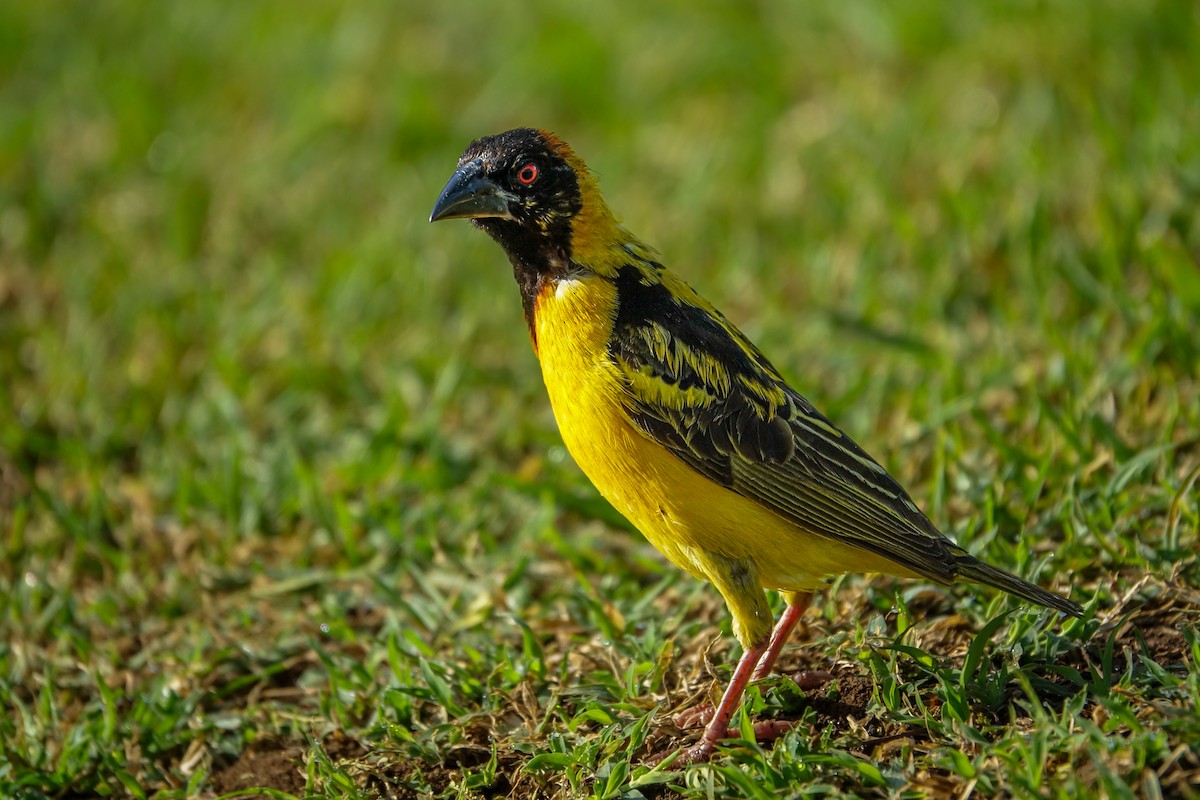 Village Weaver - ML638579456