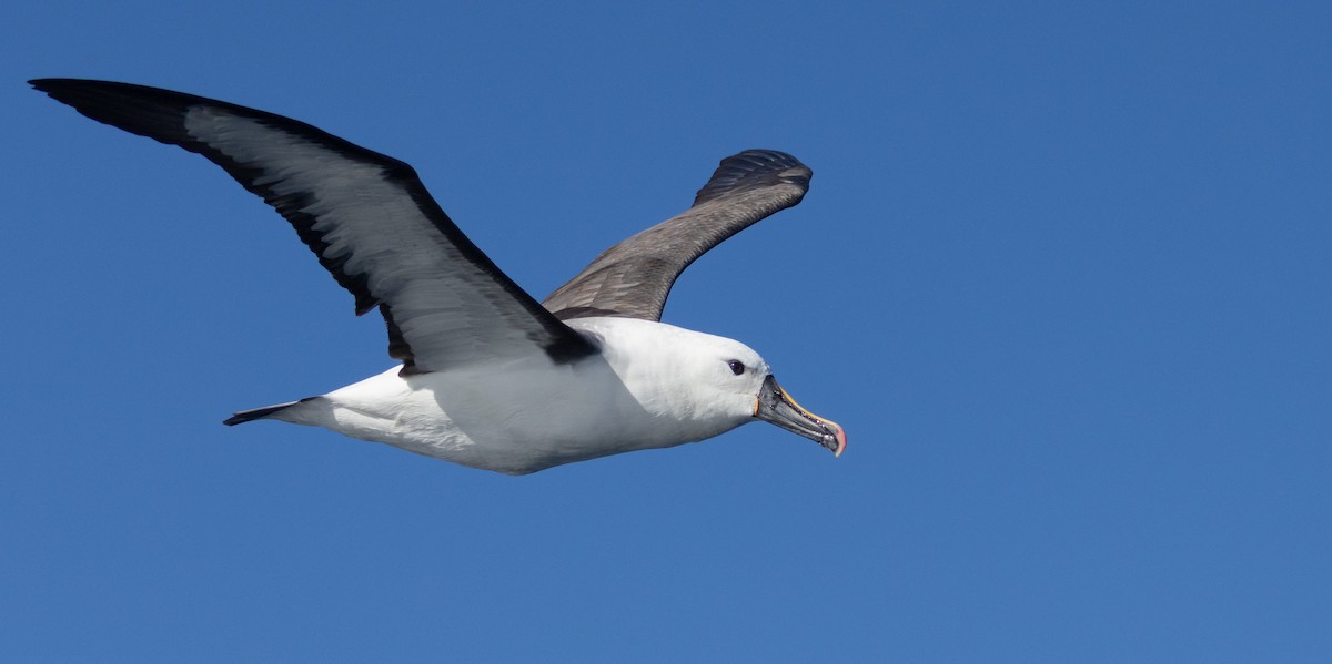 Indian Yellow-nosed Albatross - ML638579465