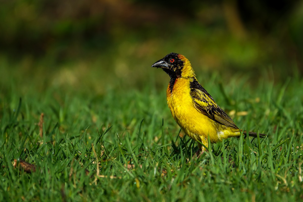 Village Weaver - ML638579466