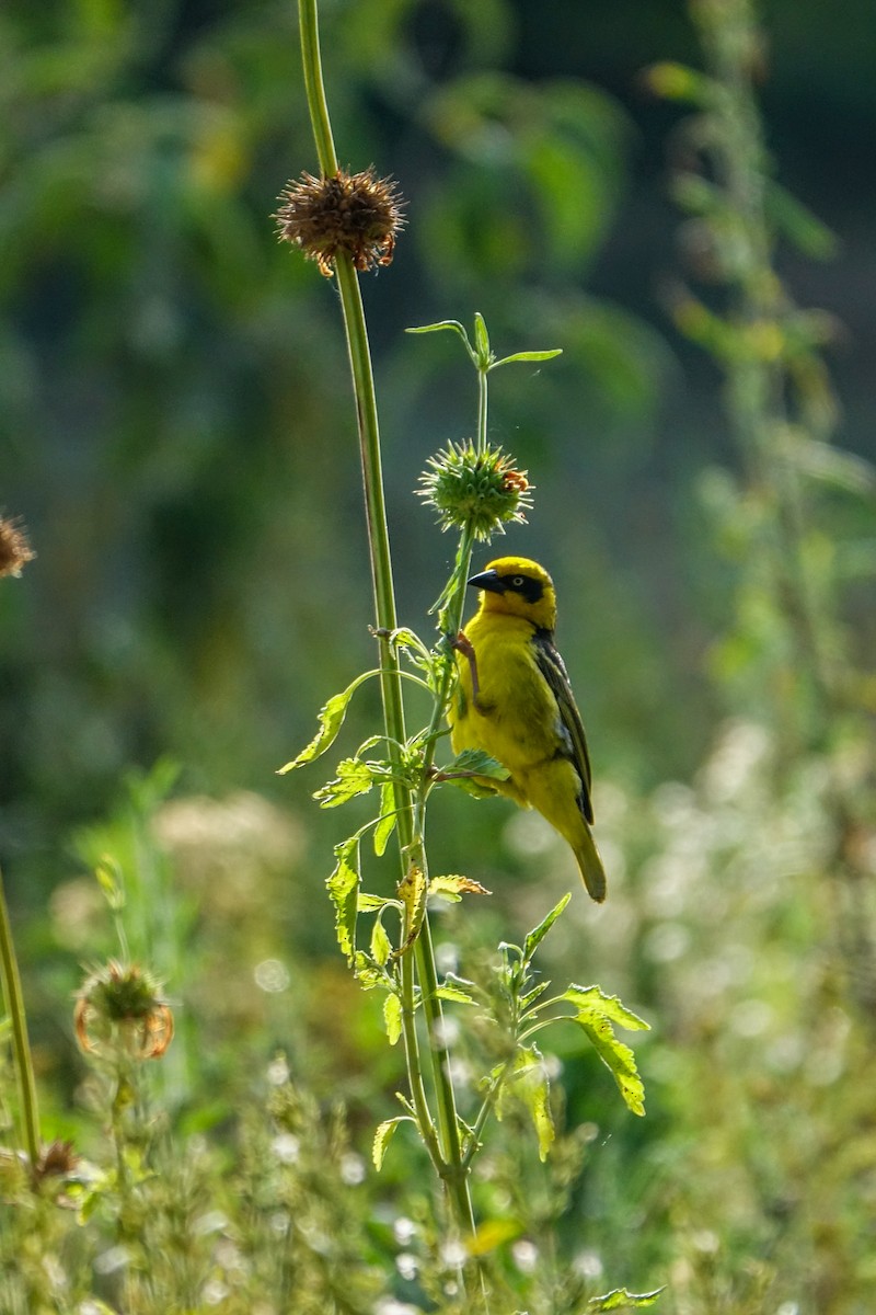 Baglafecht Weaver - ML638579518