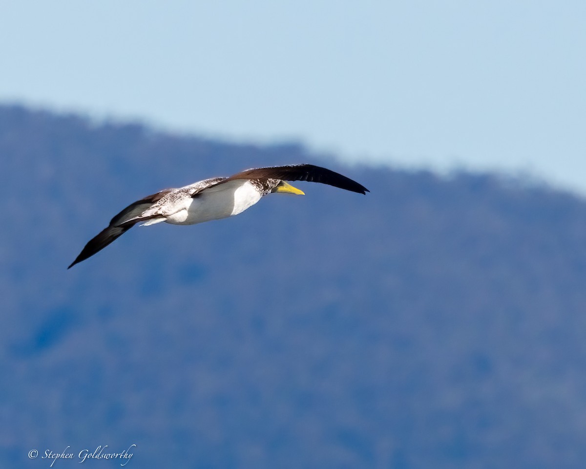 Masked Booby - ML638579536